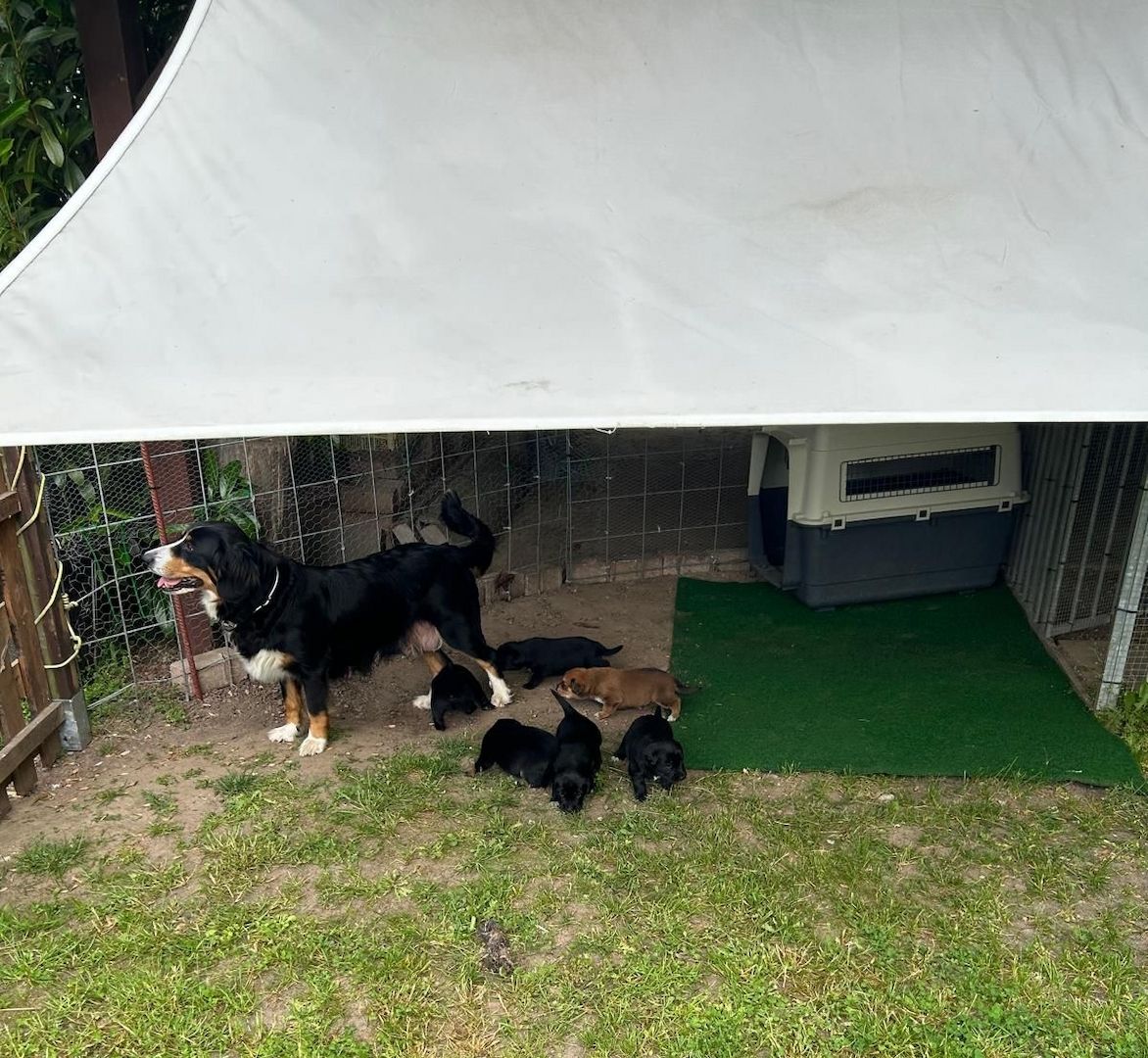 Entlebucher Sennenhund/Labrador Welpen