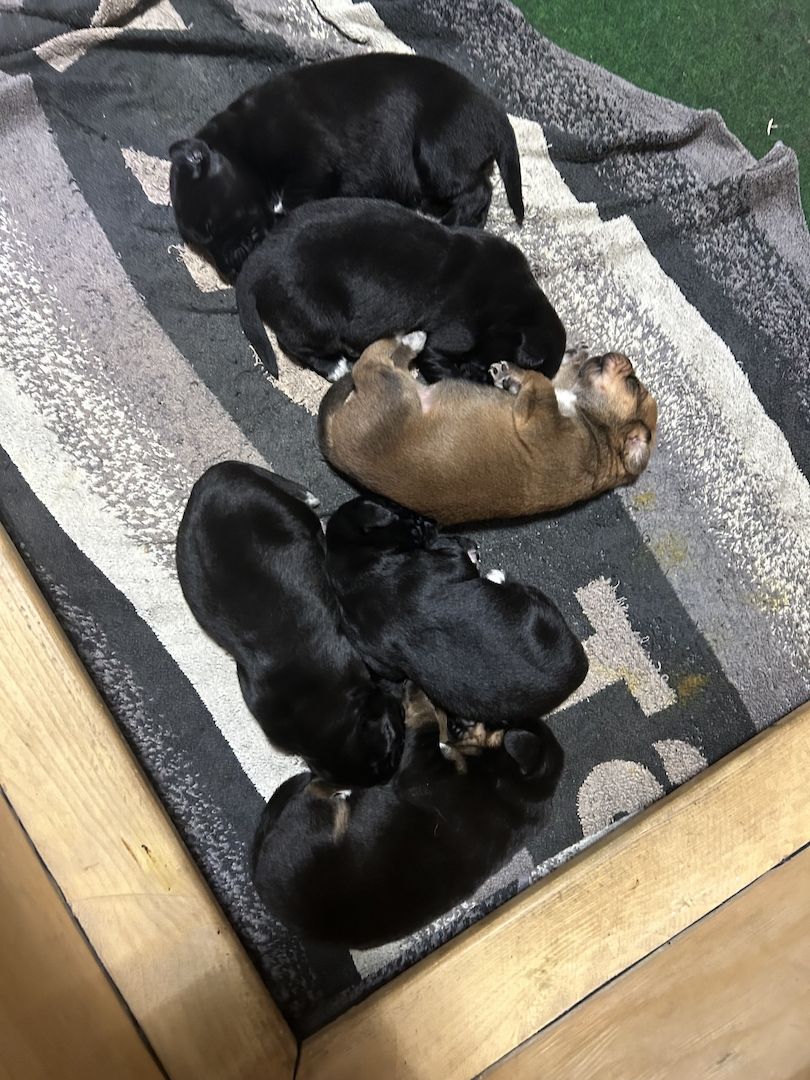 Entlebucher Sennenhund/Labrador Welpen