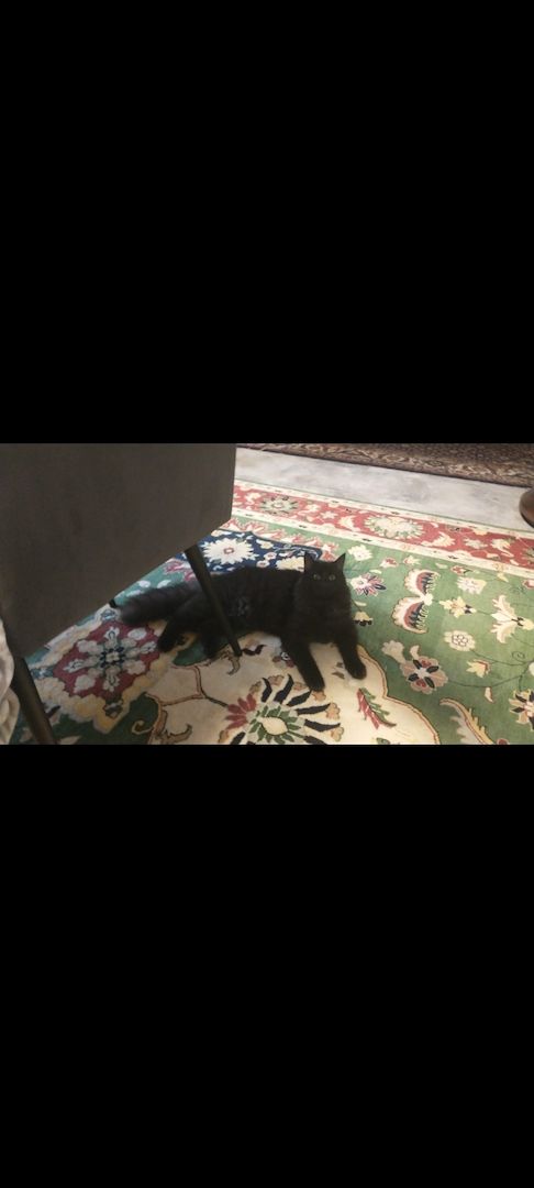 Schwarze langhaarkater