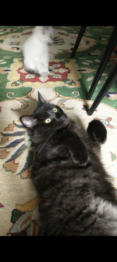 Schwarze langhaarkater