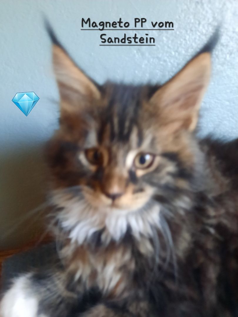 Maine Coon Kitten mit Stammbaum