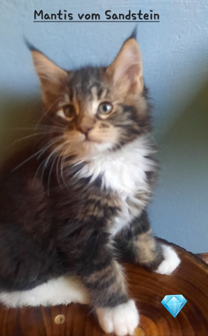 Maine Coon Kitten mit Stammbaum