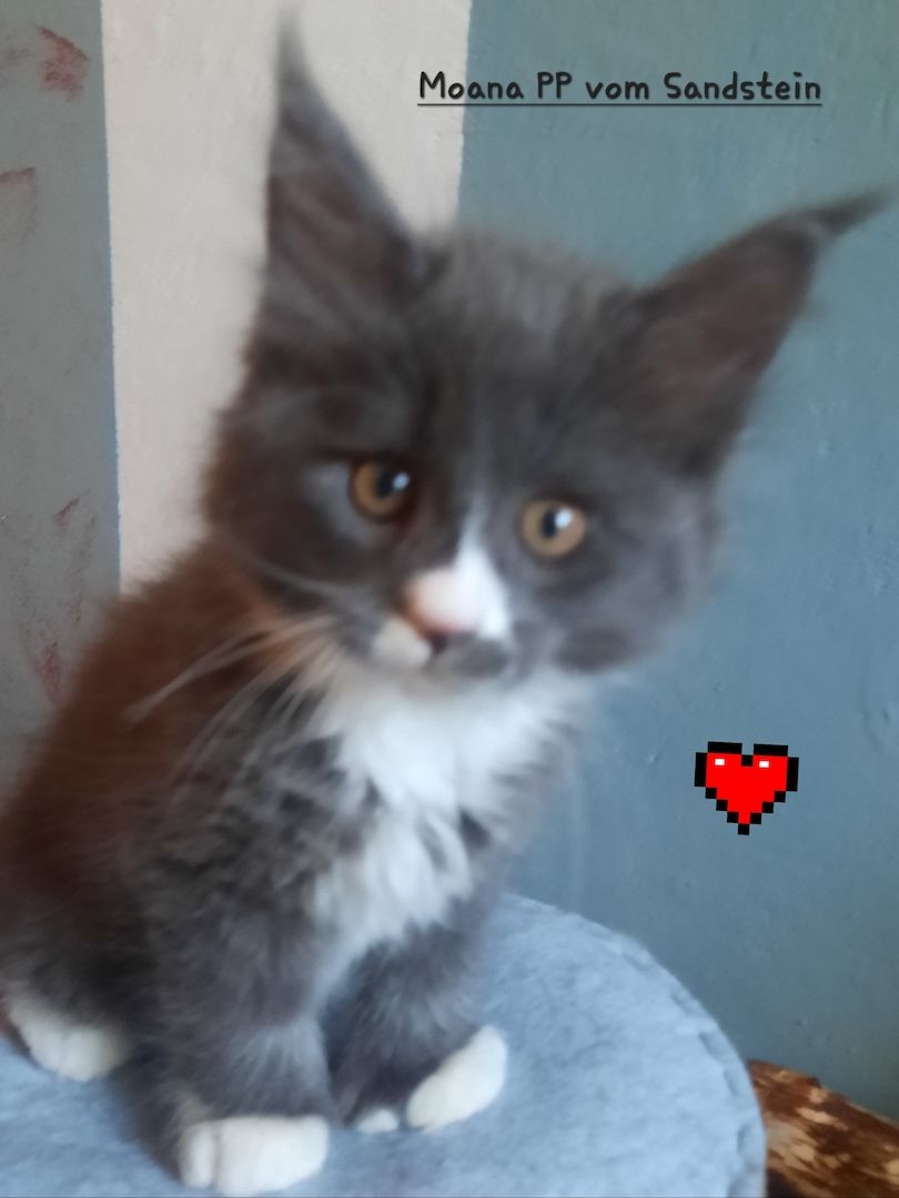 Maine Coon Kitten mit Stammbaum
