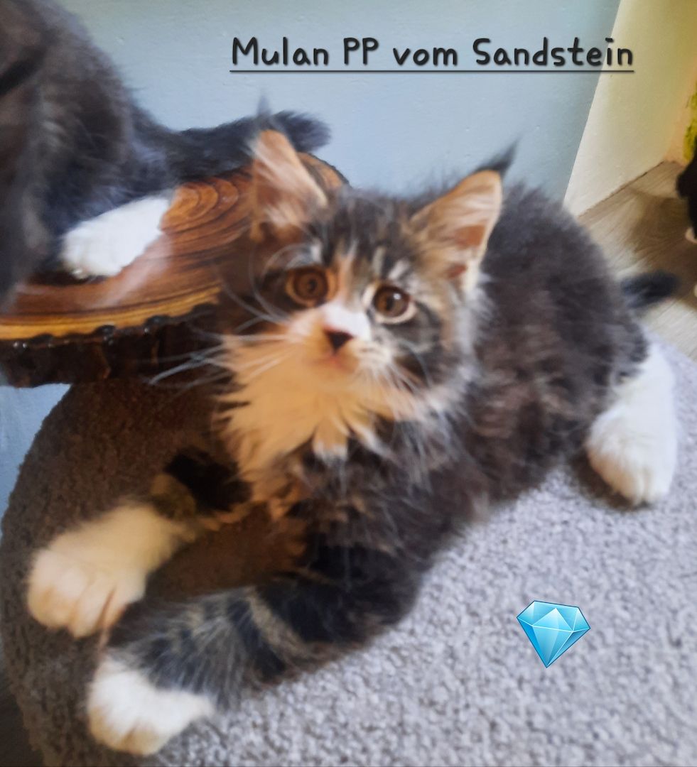 Maine Coon Kitten mit Stammbaum