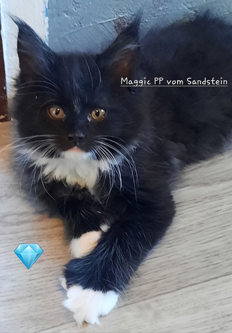 Maine Coon Kitten mit Stammbaum