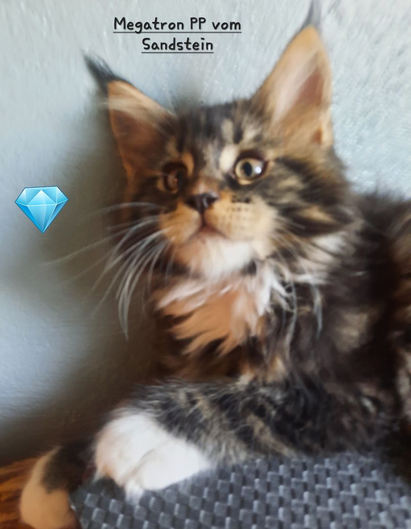 Maine Coon Kitten mit Stammbaum