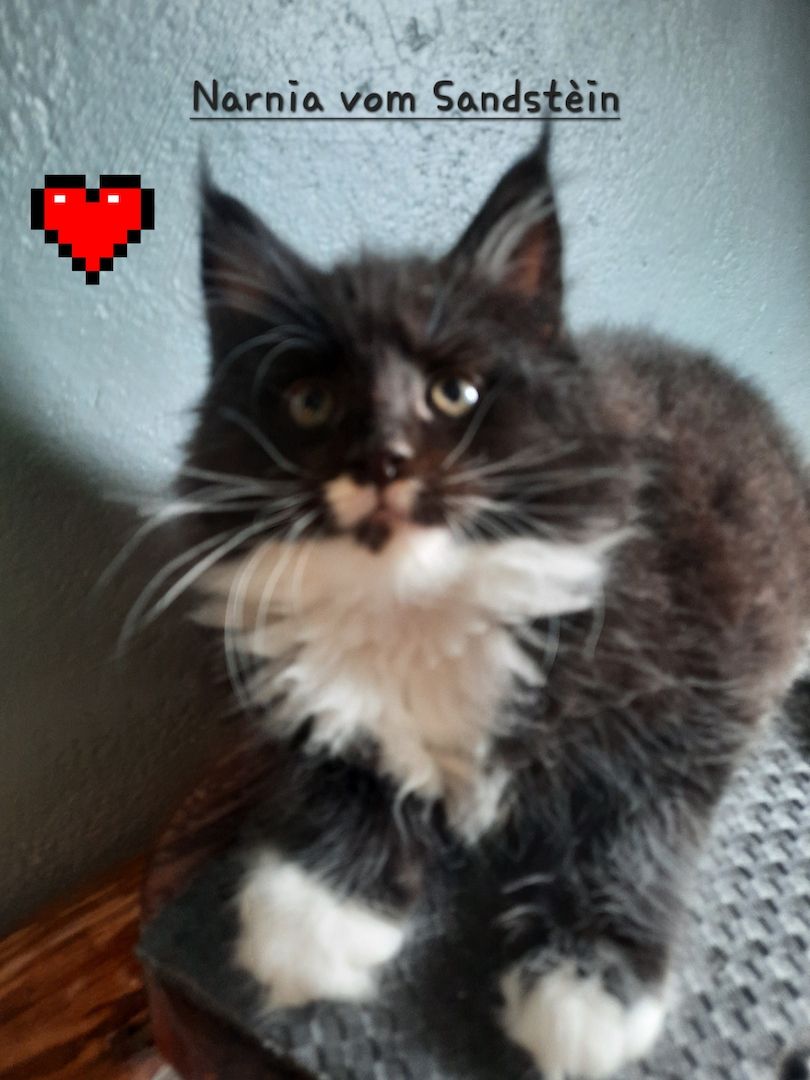 Maine Coon Kitten mit Stammbaum