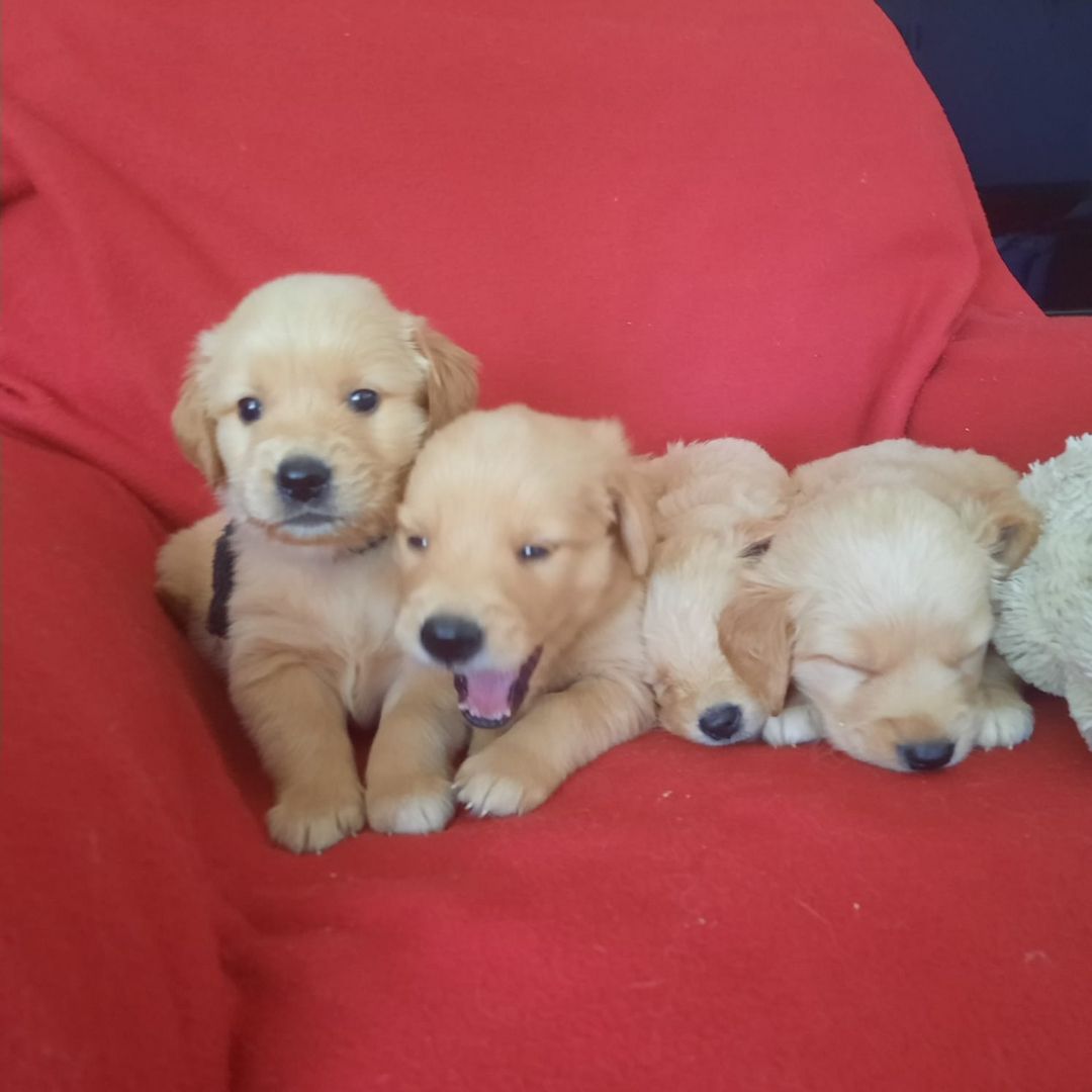 Golden Retriever Welpen aus Hobby-Zucht Golden Retriever Welpen aus Hobby-Zucht