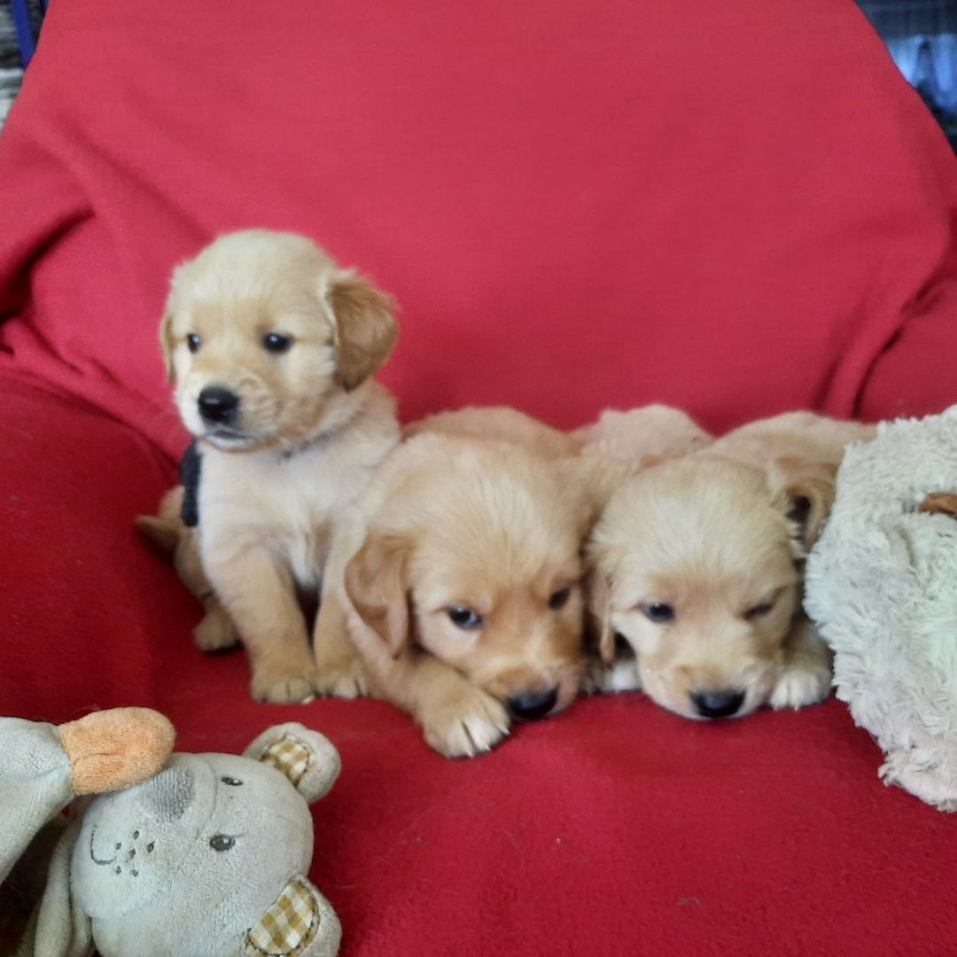 Golden Retriever Welpen aus Hobby-Zucht Golden Retriever Welpen aus Hobby-Zucht