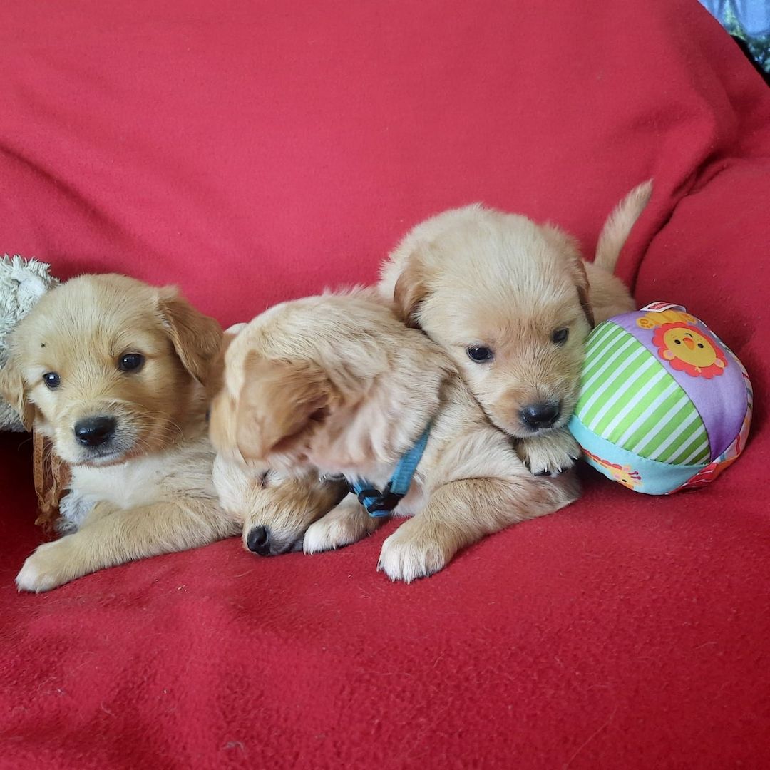 Golden Retriever Welpen aus Hobby-Zucht Golden Retriever Welpen aus Hobby-Zucht