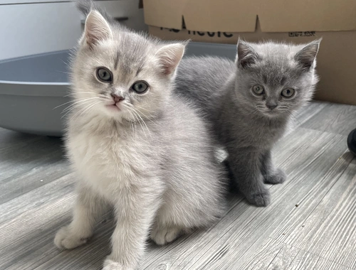 BKH Kitten Mädels suchen liebevolles Zuhause