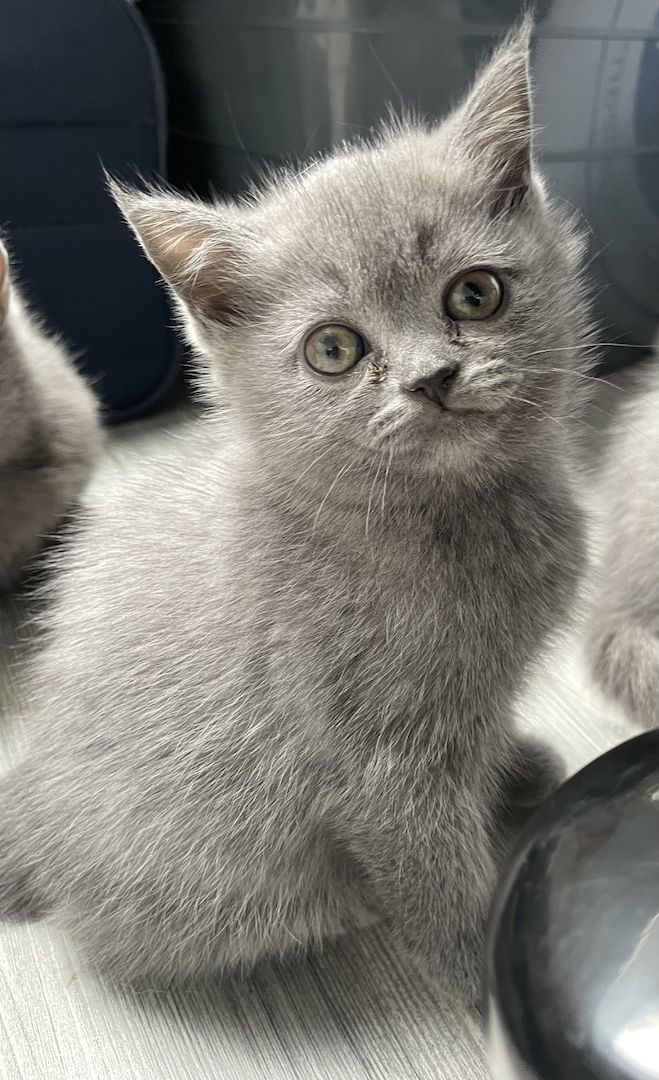 BKH Kitten Mädels suchen liebevolles Zuhause