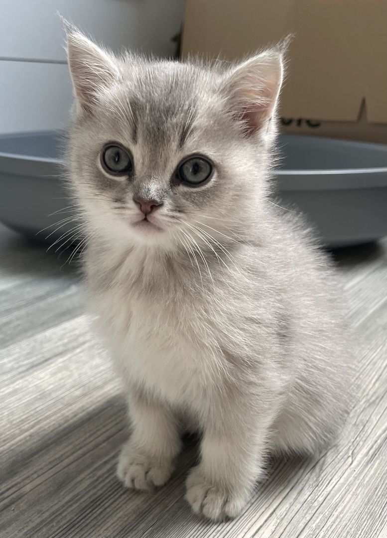 BKH Kitten Mädels suchen liebevolles Zuhause