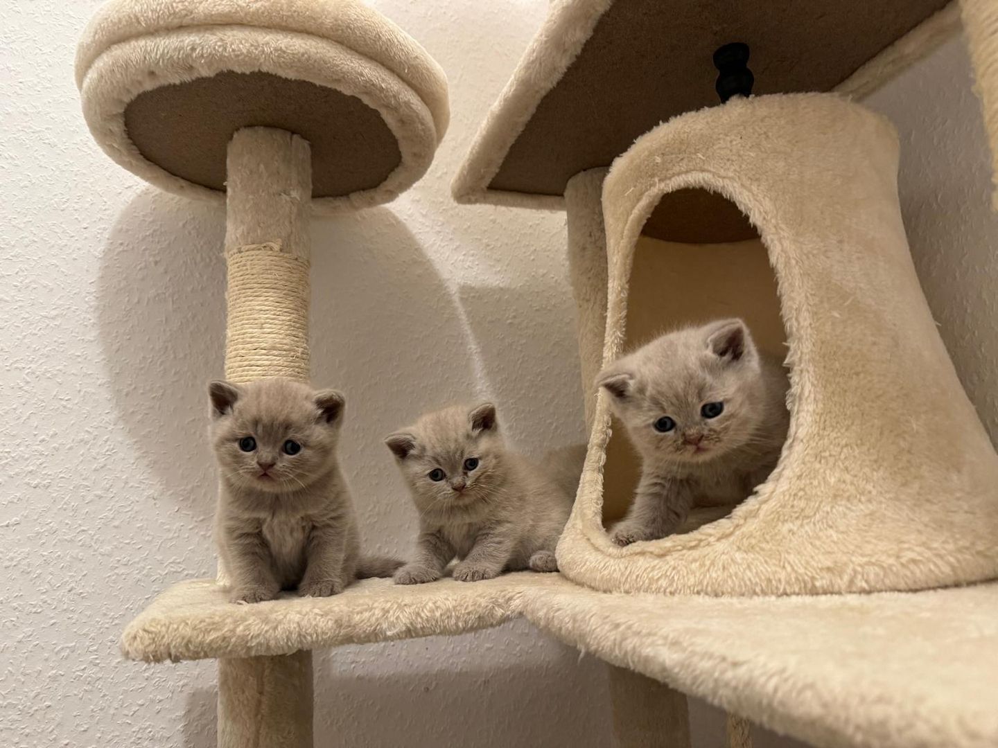 Reinrassige Bkh Kitten Grau, Beige, Weiss