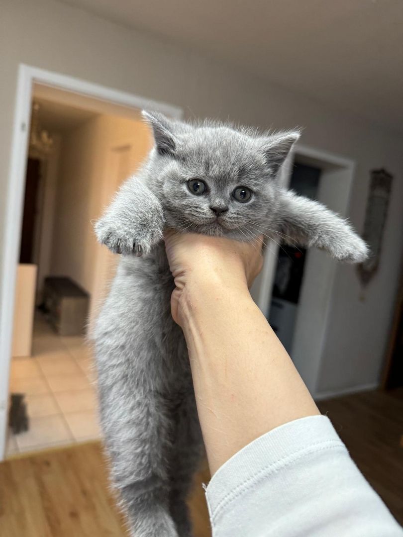 Reinrassige Bkh Kitten Grau, Beige, Weiss