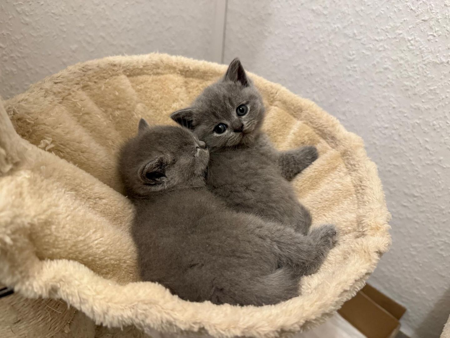 Reinrassige Bkh Kitten Grau, Beige, Weiss