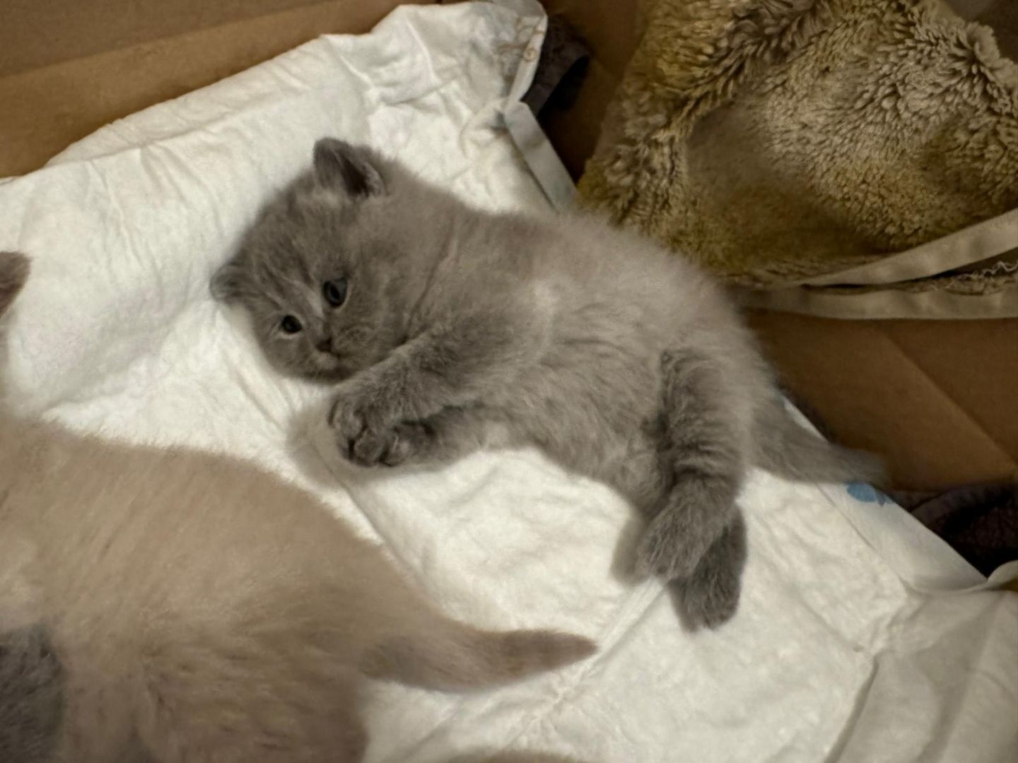 Reinrassige Bkh Kitten Grau, Beige, Weiss