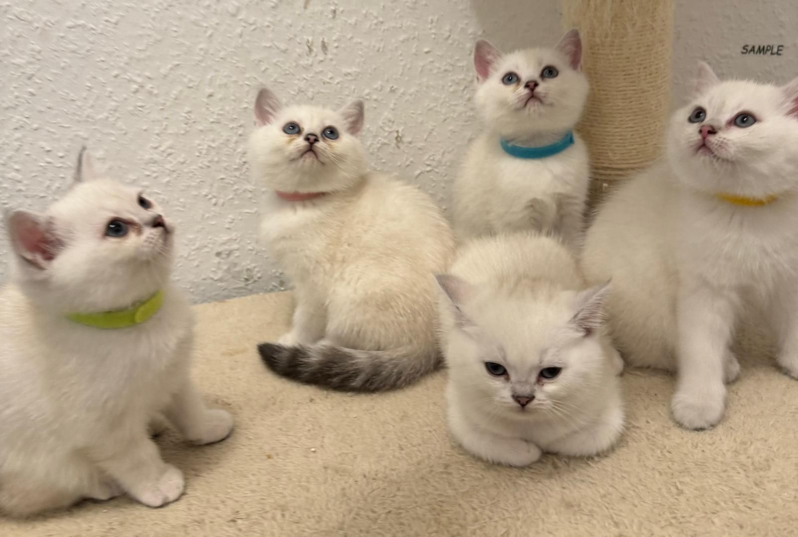 Reinrassige Bkh Kitten Grau, Beige, Weiss