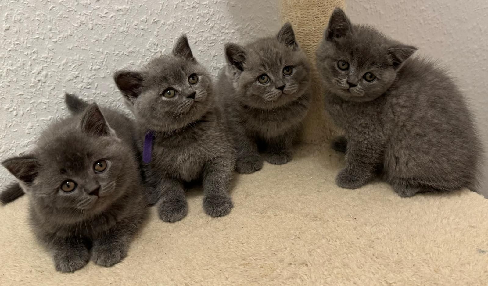 Reinrassige Bkh Kitten Grau, Beige, Weiss