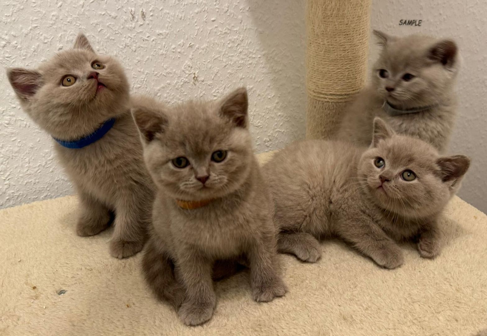 Reinrassige Bkh Kitten Grau, Beige, Weiss