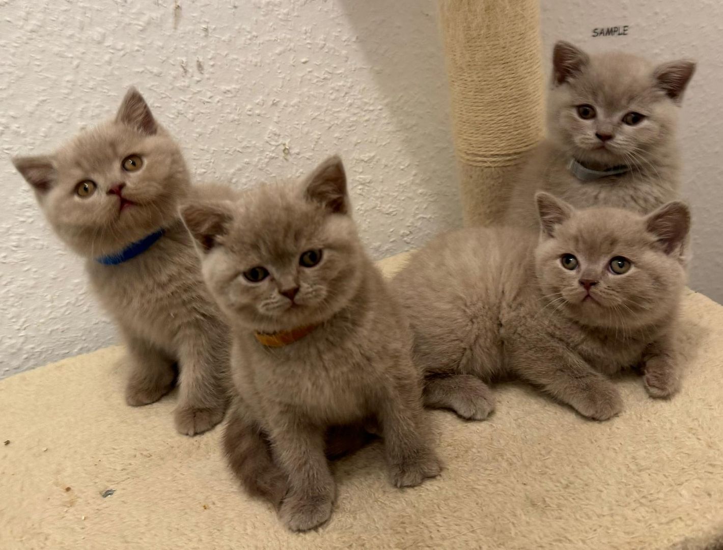 Reinrassige Bkh Kitten Grau, Beige, Weiss