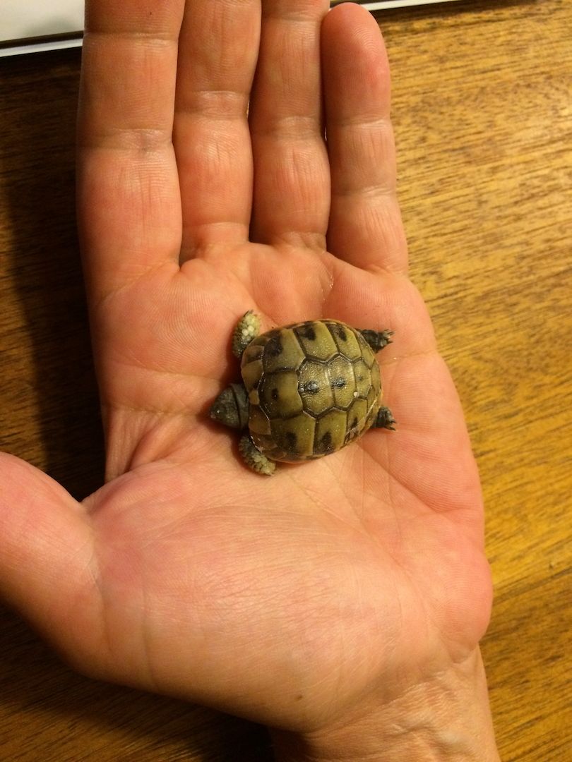 Griechische Landschildkröten - Jungtiere aus eigener Nachzucht