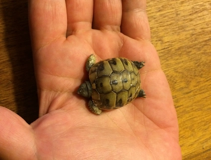 Griechische Landschildkröten - Jungtiere aus eigener Nachzucht