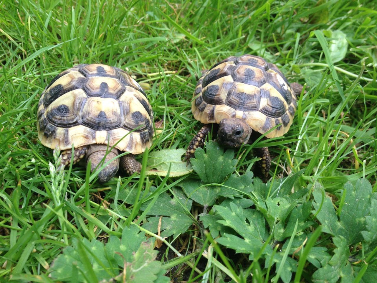 Griechische Landschildkröten - Jungtiere aus eigener Nachzucht