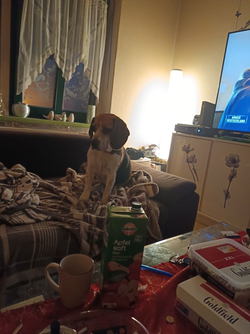 Hündin zu verkaufen