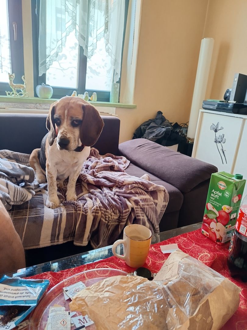 Hündin zu verkaufen