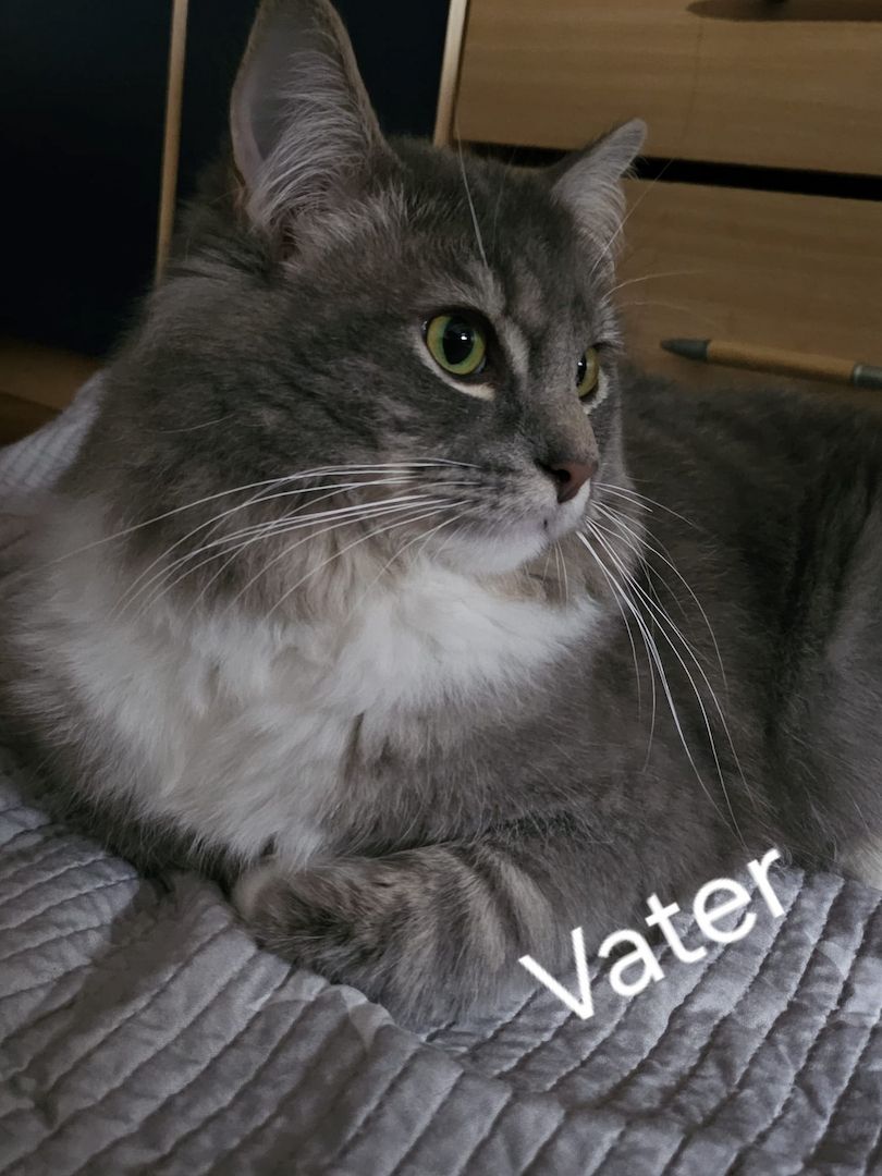 Neva masquarade mix kitten