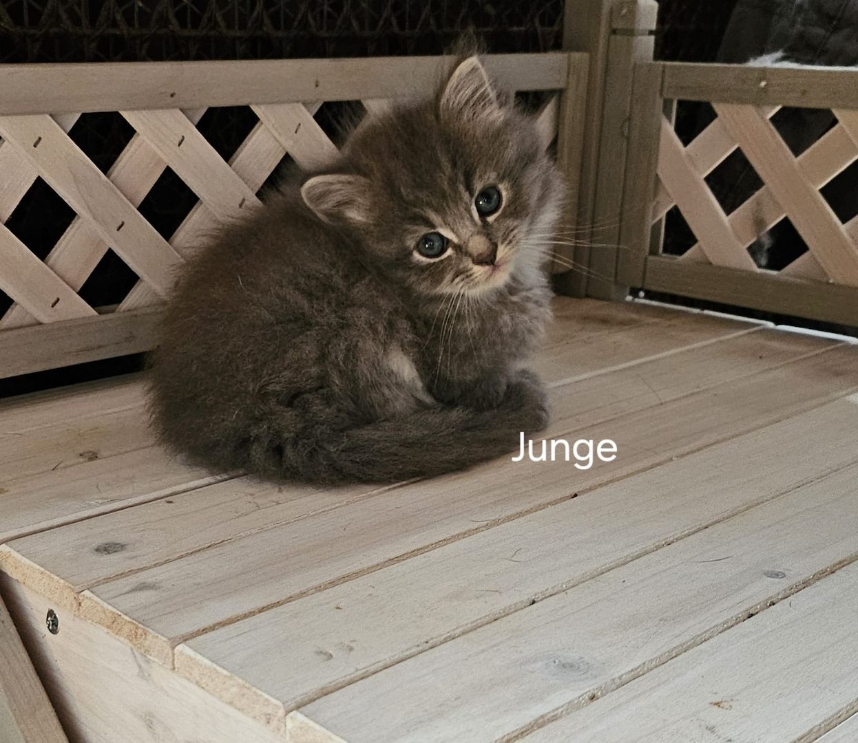 Neva masquarade mix kitten