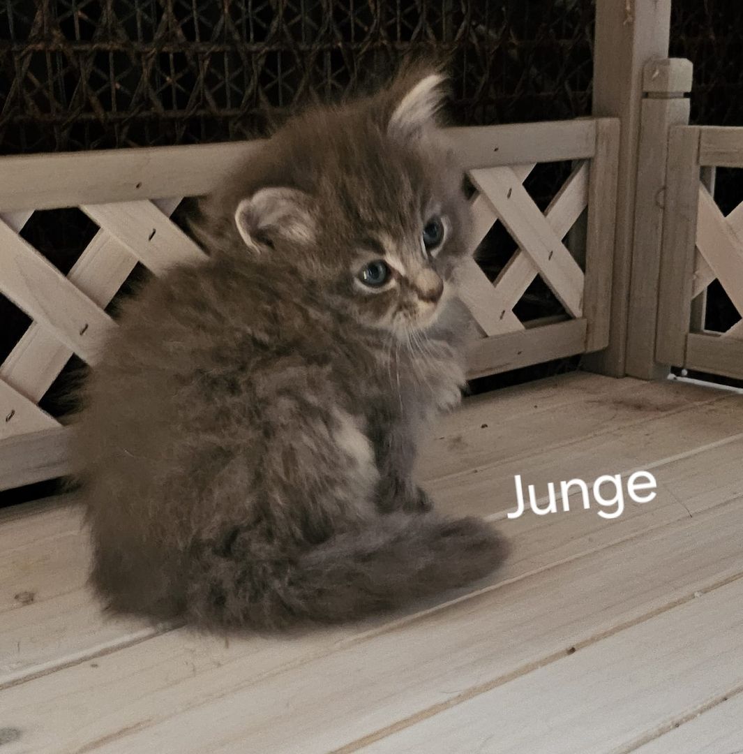 Neva masquarade mix kitten