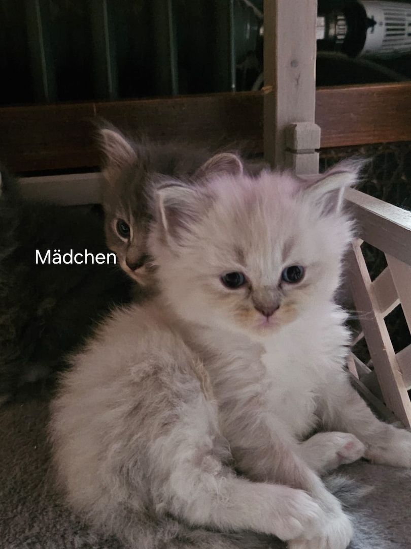 Neva masquarade mix kitten