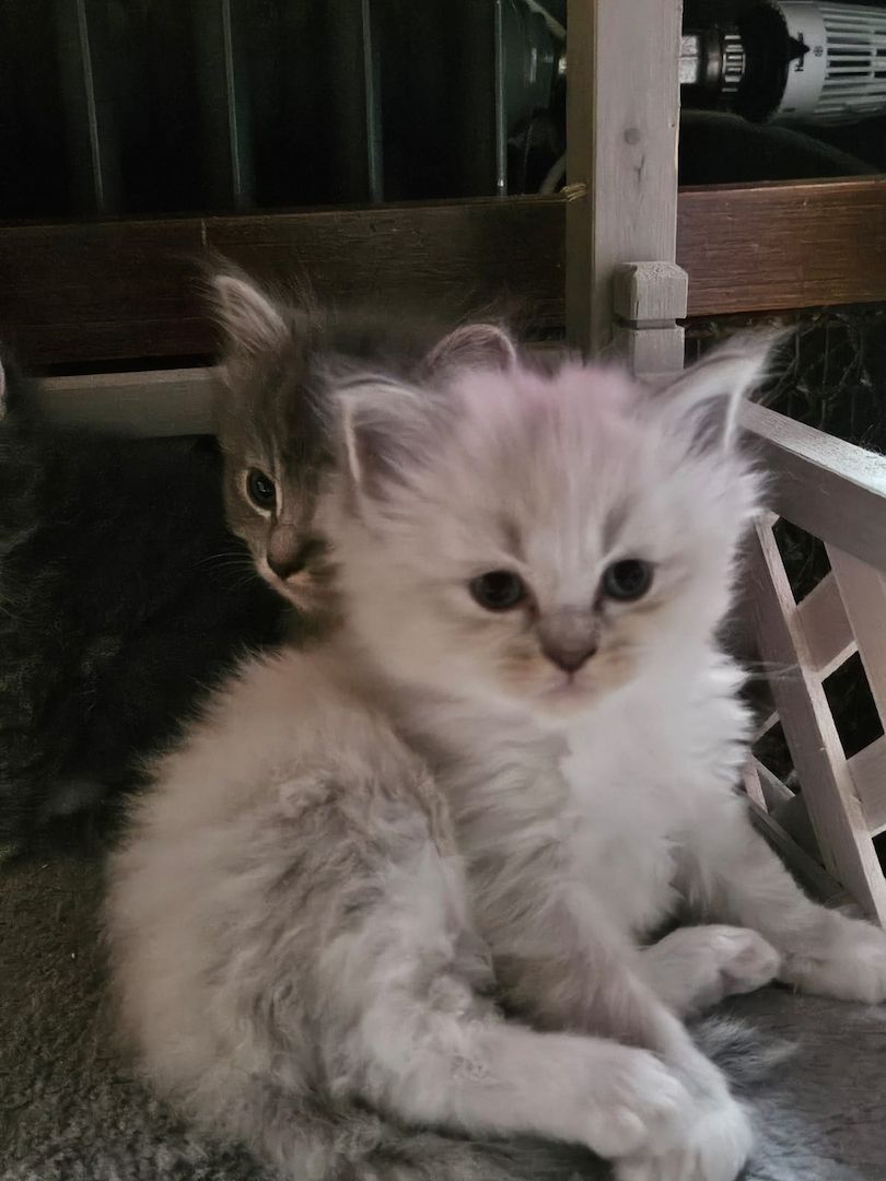 Neva masquarade mix kitten