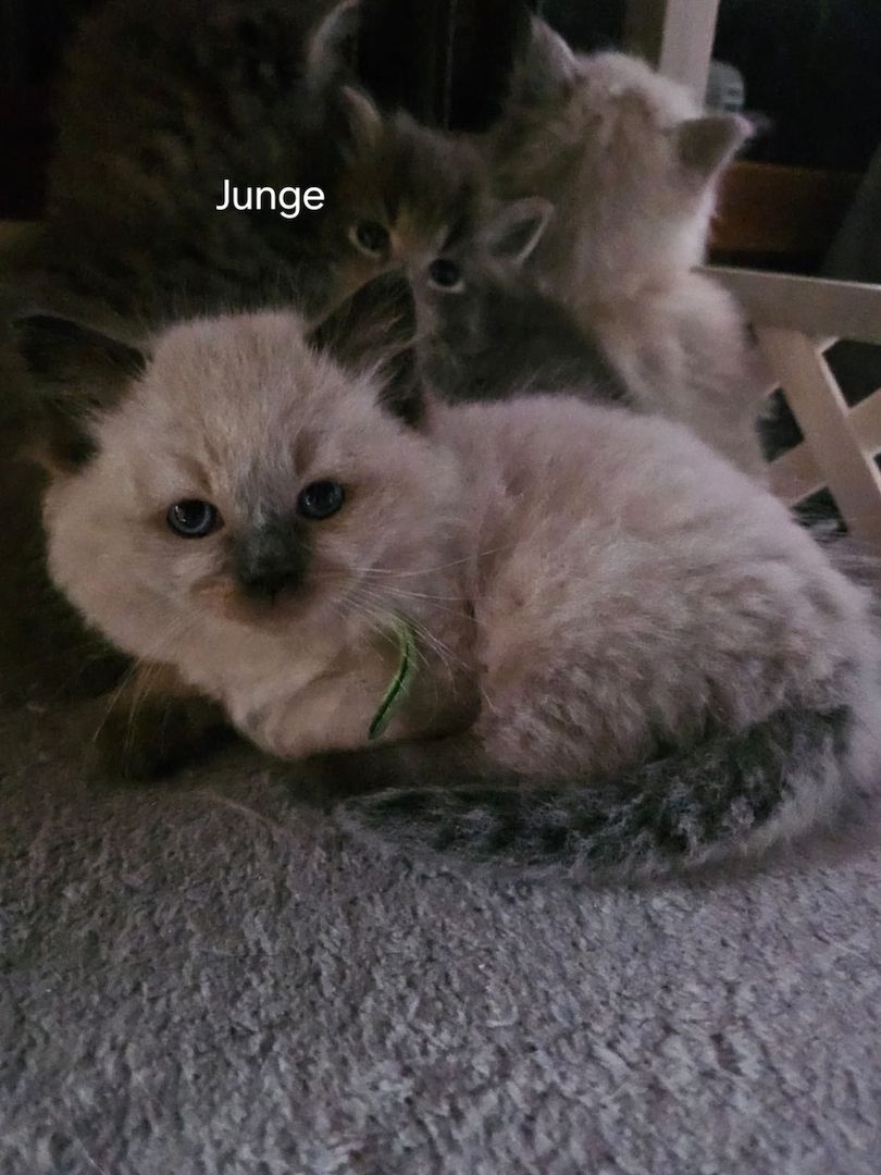 Neva masquarade mix kitten