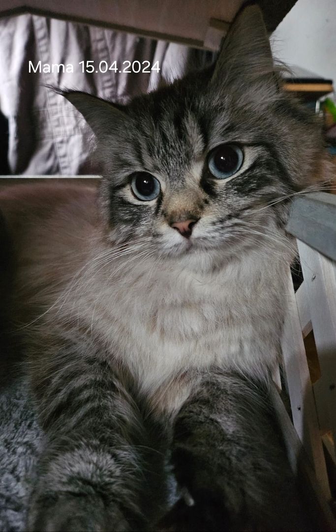 Neva masquarade mix kitten