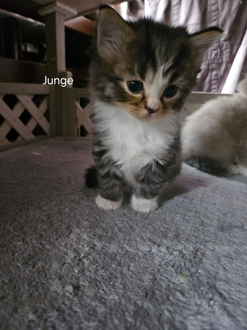 Neva masquarade mix kitten