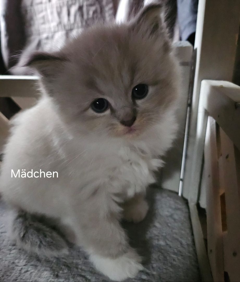 Neva masquarade mix kitten