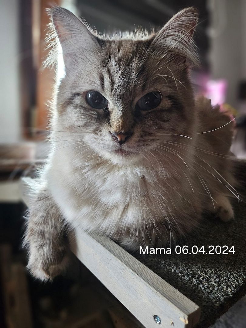 Neva masquarade mix kitten