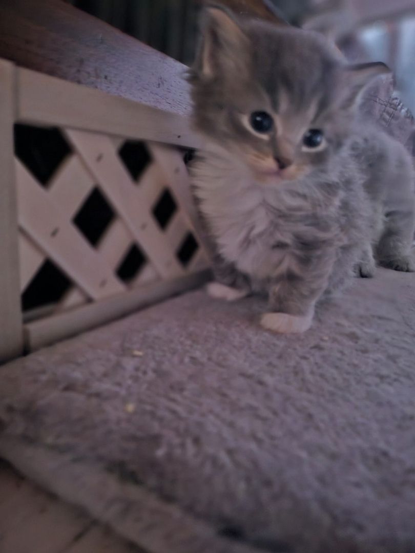 Neva masquarade mix kitten