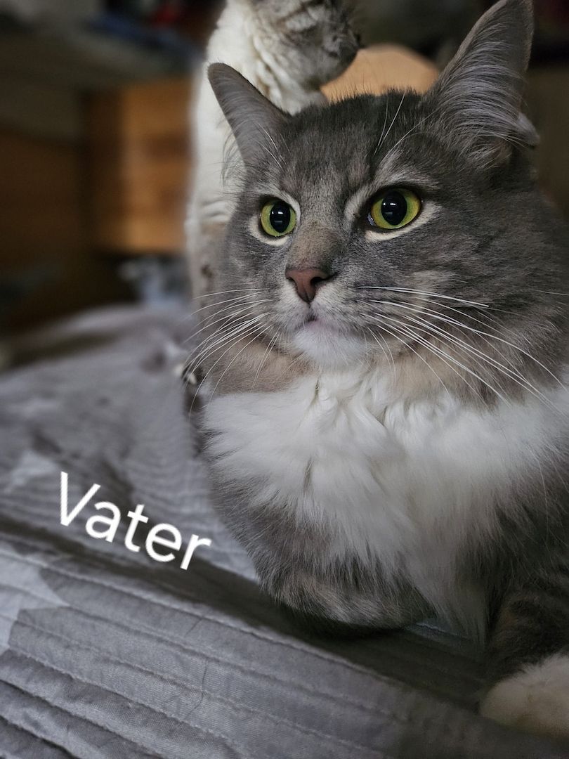 Neva masquarade mix kitten