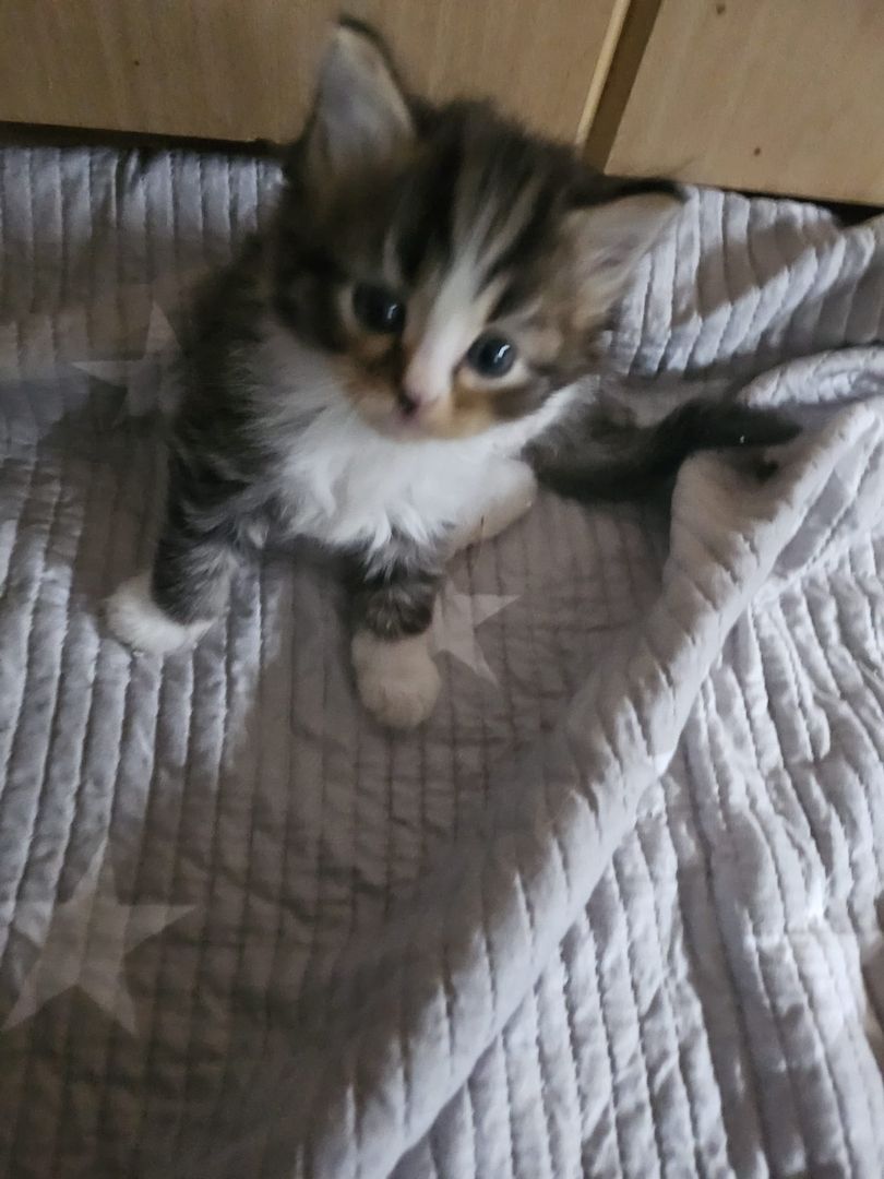 Neva masquarade mix kitten