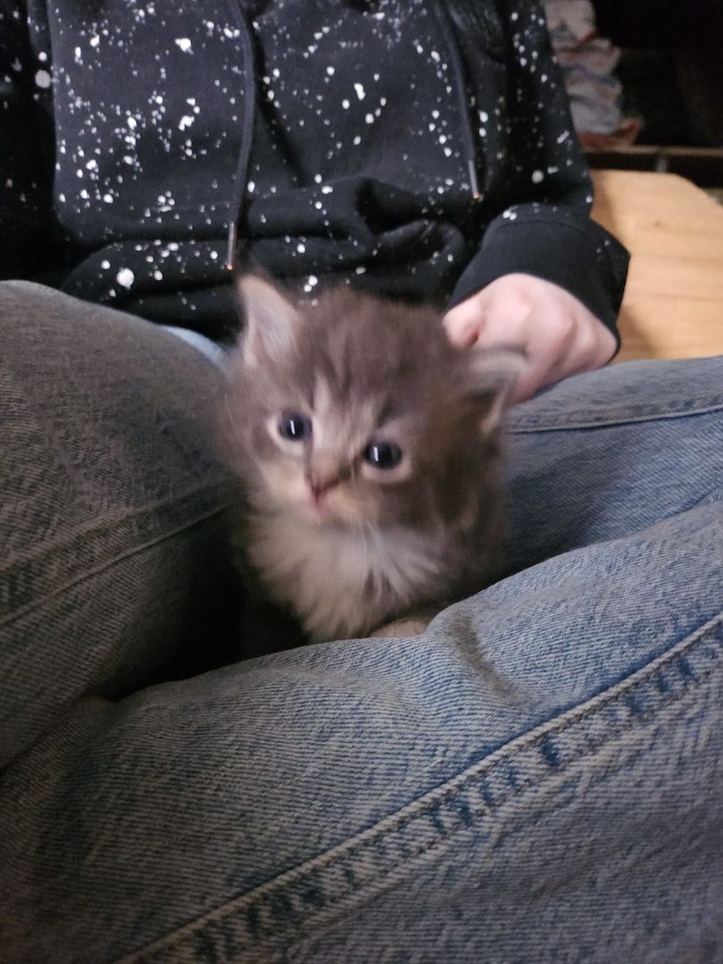 Neva masquarade mix kitten