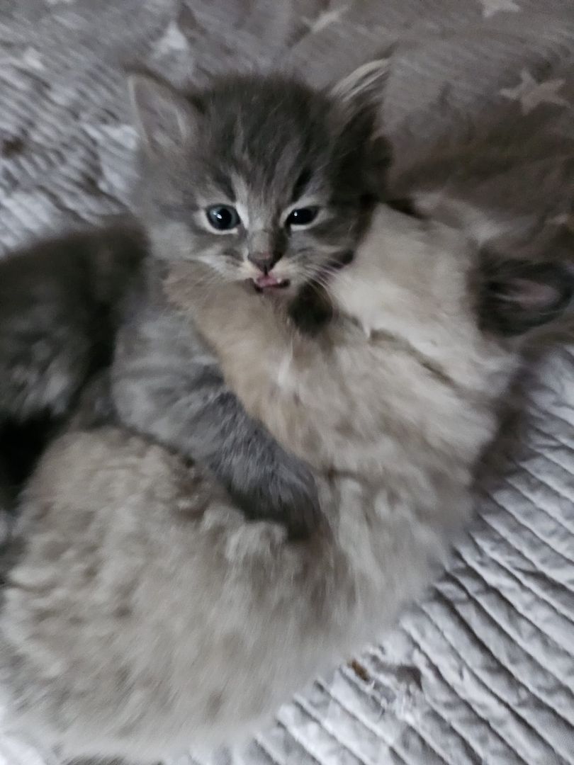 Neva masquarade mix kitten