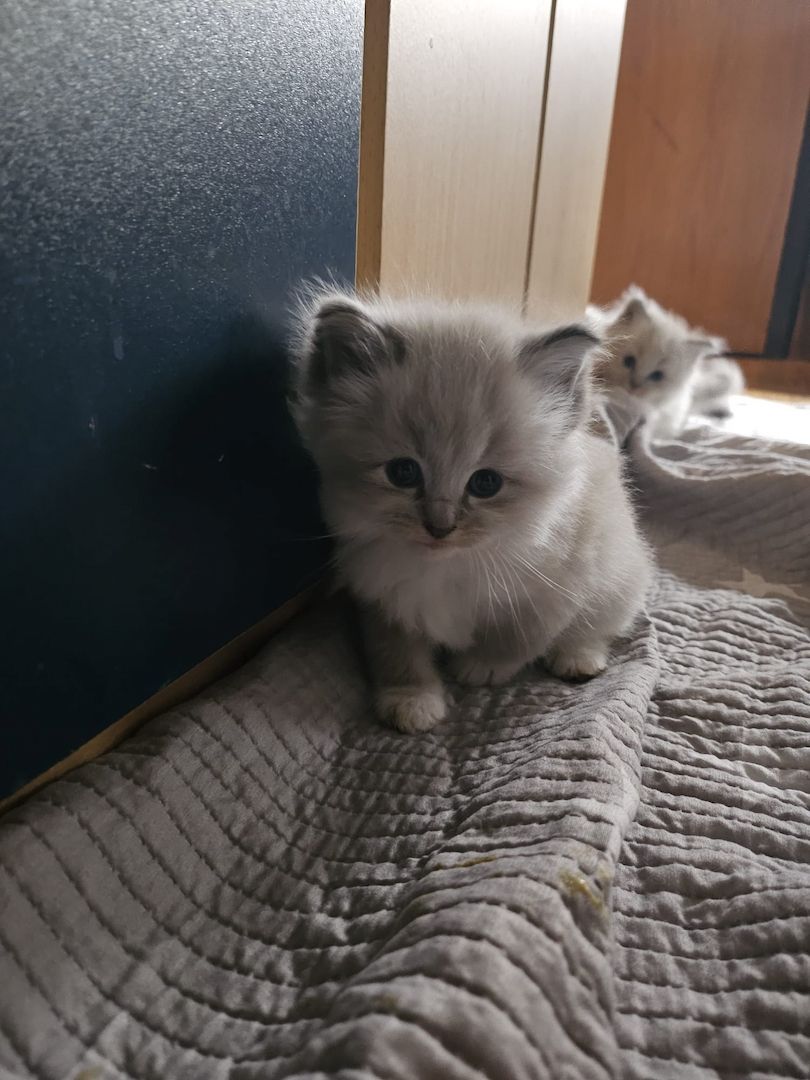 Neva masquarade mix kitten