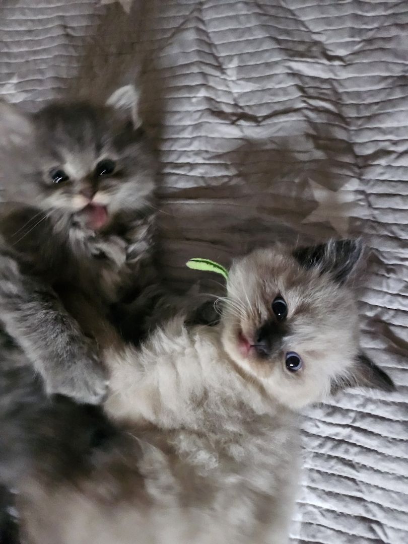 Neva masquarade mix kitten