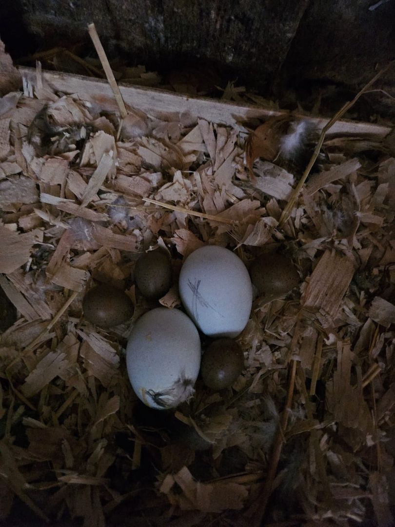 Neva masquarade mix kitten