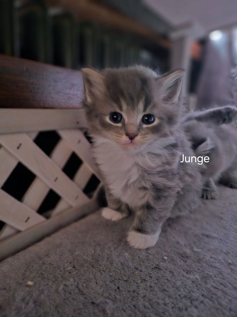 Neva masquarade mix kitten