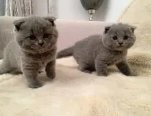 Britische Kurzhaar-Kätzchen zu verkaufen